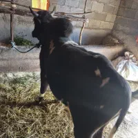 ورزا (گودر) گاو نر