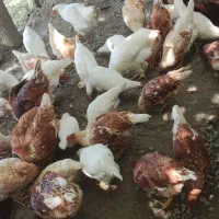 تخم نطفه دار