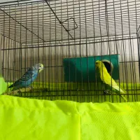 مرغ عشق شرط تخم گذار
