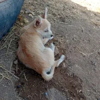 سگ پاکوتاه