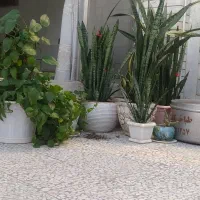 گل سانسور درجه یک