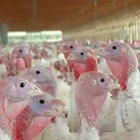 بوقلمون های نژاد بیوتی و برنز و بوربون|حیوانات مزرعه|قم, صفاشهر|دیوار