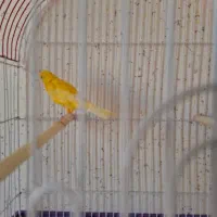 قناری نر|پرنده|سرپل ذهاب, |دیوار