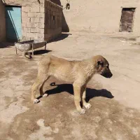 توله سراب ماده