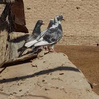 غوره ای|پرنده|شیبکوه (فارس), |دیوار