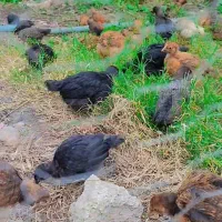 جوجه محلی گلپایگان