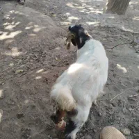 واگذاری دو عدد کله سیاه روستایی