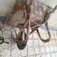 فرقون محکم جنس قدیم