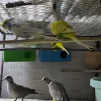 عروس هلندی|پرنده|زهک, |دیوار