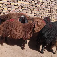 بره نر و ماده|حیوانات مزرعه|هشتگرد, هشتگرد قدیم|دیوار