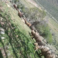 کشک و کره گوسفندی