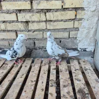 نرماده دمبی