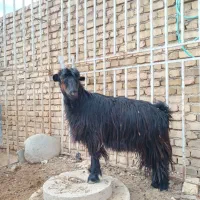 بزشیرازی|حیوانات مزرعه|اراک, |دیوار