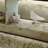 یک جفت کبوتر با جوجه