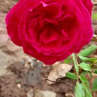 زمین مسکونی تجاری اسلام اباد