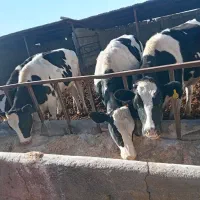 4راس تلیسه ابستن