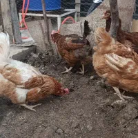 ۵تا مرغ تخم گذار