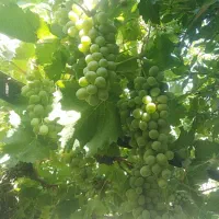 آبغوره ، گردو ، بادام ، برنج کامفیروزی