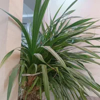 گل پاندانوس|گل و گیاه طبیعی|خمینیشهر, |دیوار