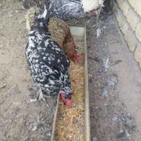 مرغ و خروس لری