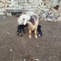 میش|حیوانات مزرعه|شیراز, شهرک کوشکک|دیوار