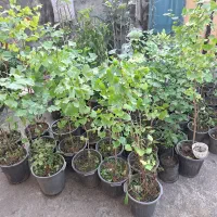 فروش درخت ژینکو گلدانی