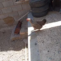 مرغ 2294312481