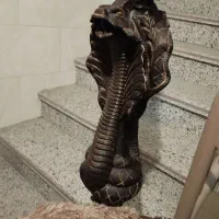 قلیان کلکسیونی چوب گردو