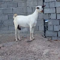 تالی اصیل داشتی با کهرنر