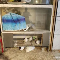 آکواریوم بزرگ ده میل|ماهی|الوند, |دیوار