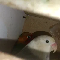 طوطی برزیلی گرینچیک عروس هلندی معاوضه با جفت راهب|پرنده|کرمان, |دیوار