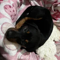 توله دوبرمن