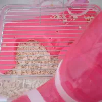 همستر مینیاتوری|موش و خرگوش|کرج, شهرک رازی (حصارک)|دیوار