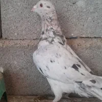 کبوتر سار|حیوانات|گنبد کاووس, |دیوار