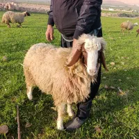 گوسفند نر سنجابی|حیوانات مزرعه|سرپل ذهاب, |دیوار