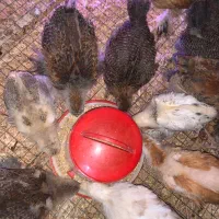 جوجه برهما لایت بوف پاتریچ