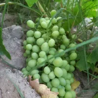 غوره