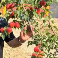 نهال های اصلاح شده