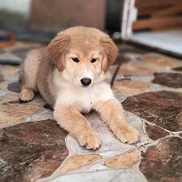 نژاد گلدن اشپیتز 5ماهه
