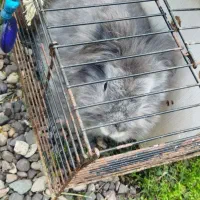 قیمت دانه ای ۵۰۰هزاز زیر قیمت|موش و خرگوش|سنگر, |دیوار