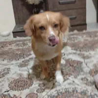 این سگ پیدا شده