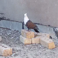 کلاغ کاکلی|پرنده|تربتحیدریه, مظفریه|دیوار