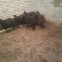 تعداد ۷ راس بره ۵ عدد ماده ۲ عدد ماده بفوش میرسد