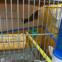 سهره|پرنده|پارسآباد, |دیوار