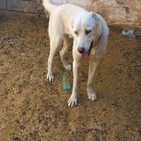 کوچ ۹ ماهه نسل دار