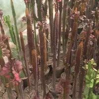 فروش ویژه کاکتوس وساکولنت|گل و گیاه طبیعی|فاضل آباد, |دیوار