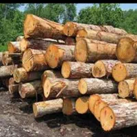 بریدن درختان