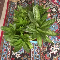 دو گلدان پر از گل های سانسوریا پا کوتاه|گل و گیاه طبیعی|کرمانشاه, |دیوار