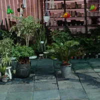 اکلنما کاهویی