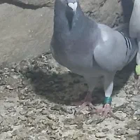 خارجی خوب|پرنده|برازجان, |دیوار